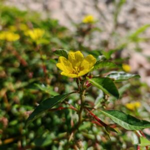 Jussie de Montévidéo - Sommité fleurie