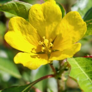 Jussie de Montévidéo - Fleur