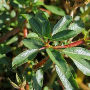 Jussie de Montévidéo - Feuilles