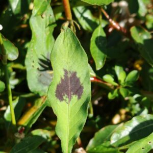 Jussie de Montévidéo - Feuille