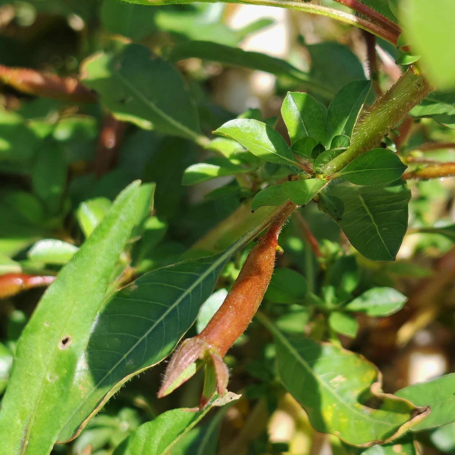 Jussie de Montévidéo - Fruit