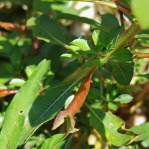 Jussie de Montévidéo - Fruit