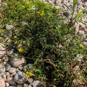 Jussie de Montévidéo - Plante entière