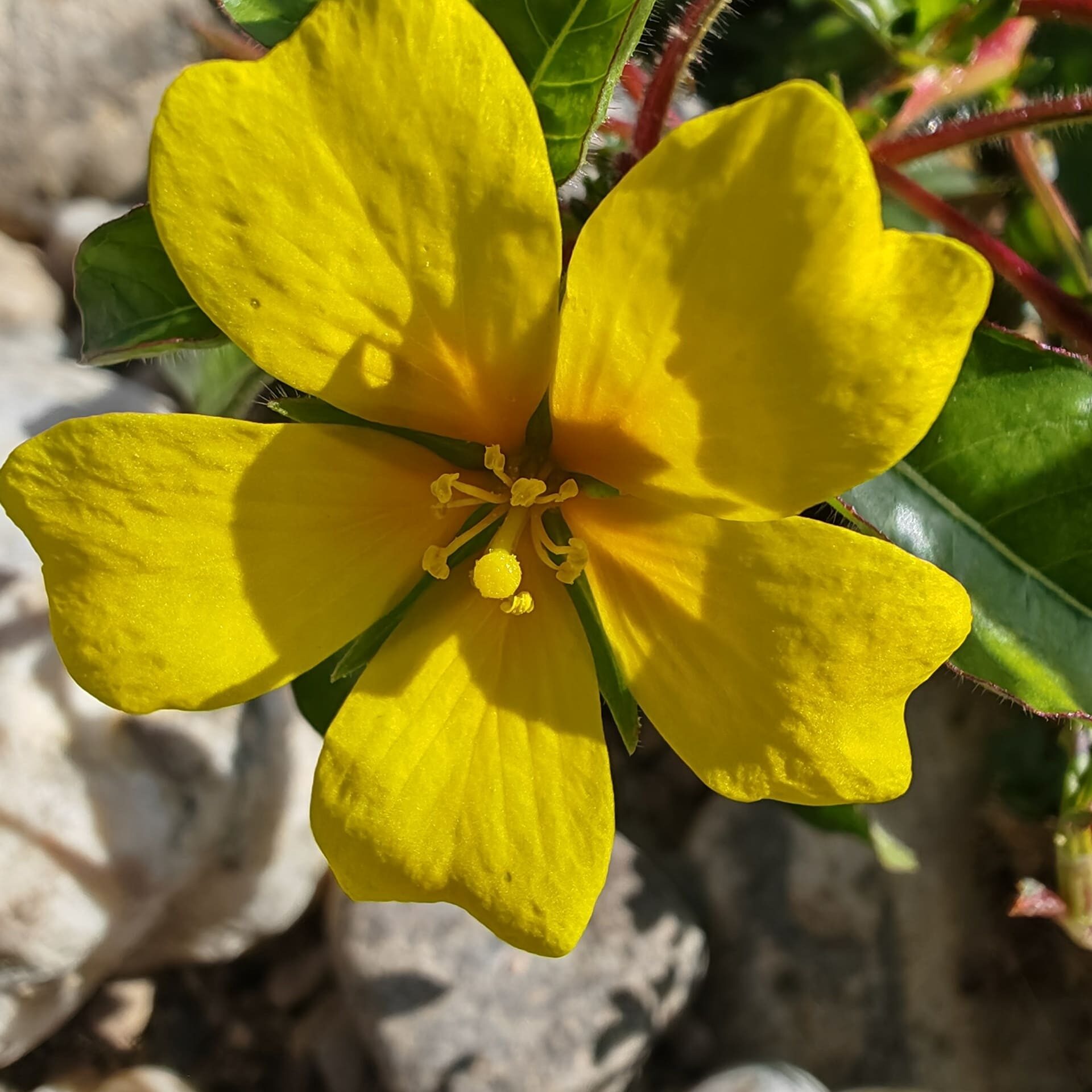 Jussie de Montévidéo - Corolle jaune