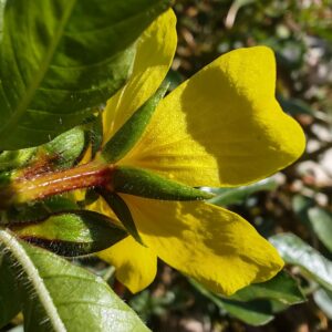 Jussie de Montévidéo - Sépales