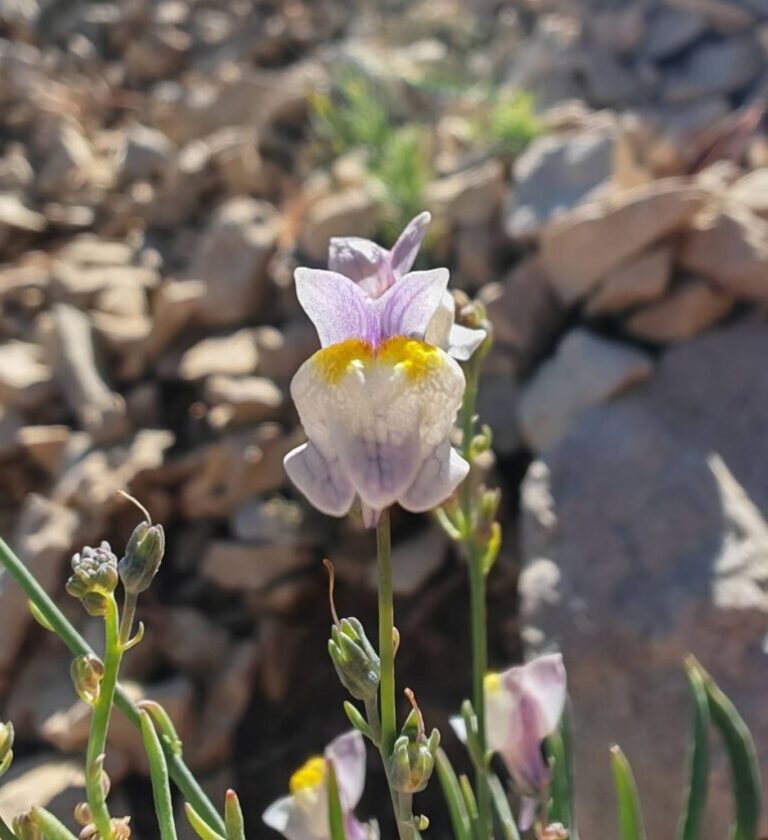 Linaire striée - Fleur bilabié