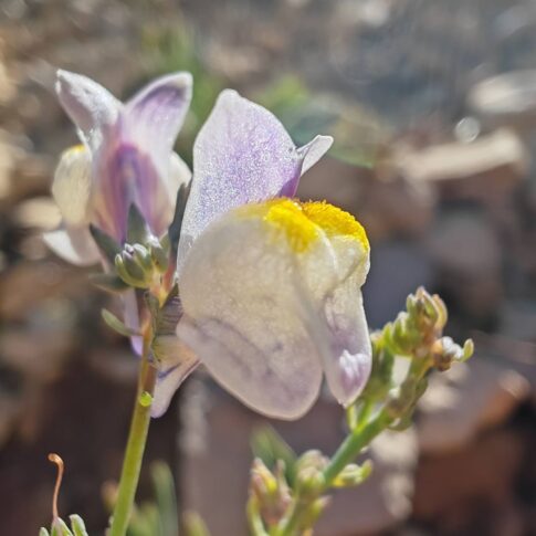 Linaire striée - Fleur
