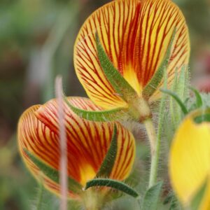 Bugrane gluante - Étendard à stries rouges