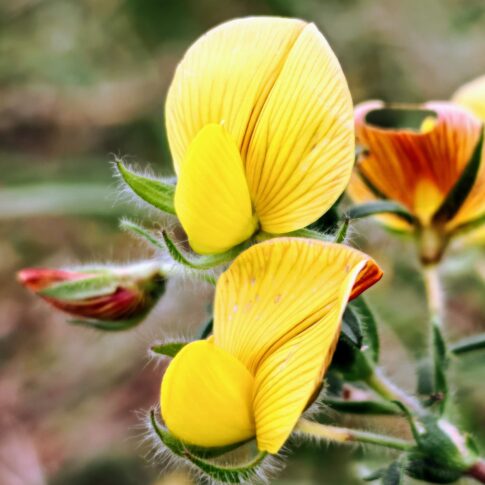 Bugrane gluante - Fleurs