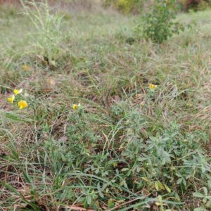 Bugrane gluante - Plante entière