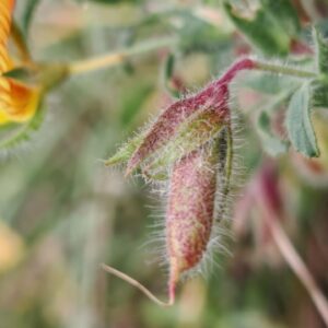 Bugrane gluante - Fruit