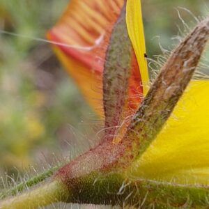 Bugrane gluante - Sépales