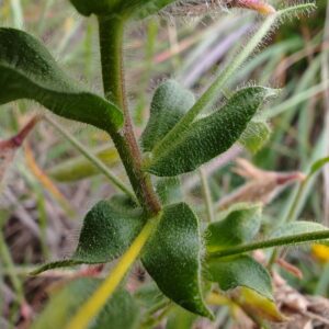 Bugrane gluante - Stipules