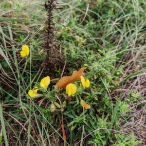 Bugrane gluante - Plante