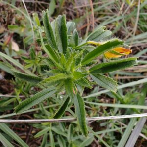 Bugrane gluante - Feuilles