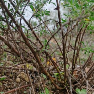 Bugrane gluante - Tiges ligneuses