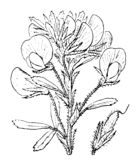 Flore de Coste - Ononis natrix