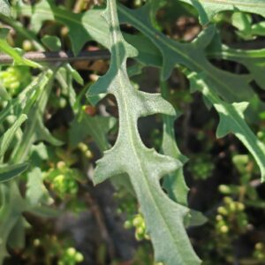 Centaurée rude - Feuille Centaurée rude - Feuille