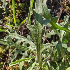 Centaurée rude - Feuille lobée Centaurée rude - Feuille lobée