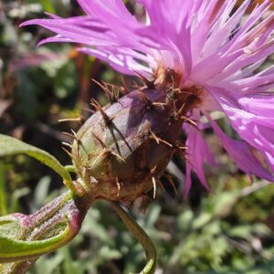 Centaurée rude - Involucre Centaurée rude - Involucre