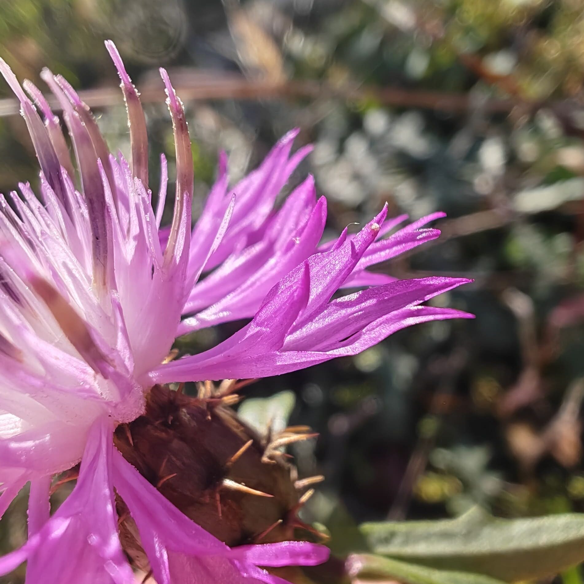 Centaurée rude - Fleur Centaurée rude - Fleur