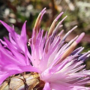 Centaurée rude - Fleur Centaurée rude - Fleur