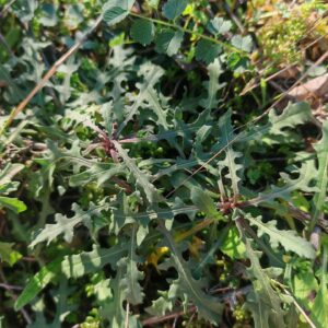 Centaurée rude - Feuilles basales Centaurée rude - Feuilles basales