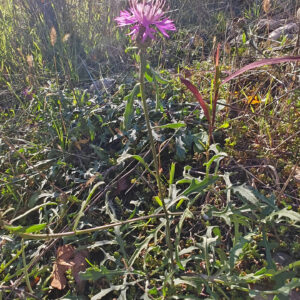 Centaurée rude - Plante entière Centaurée rude - Plante entière