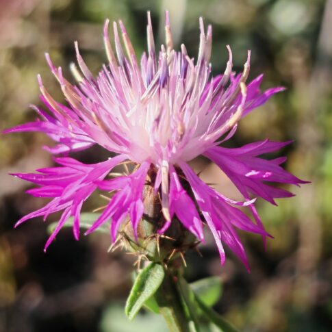 Centaurée rude - Capitule