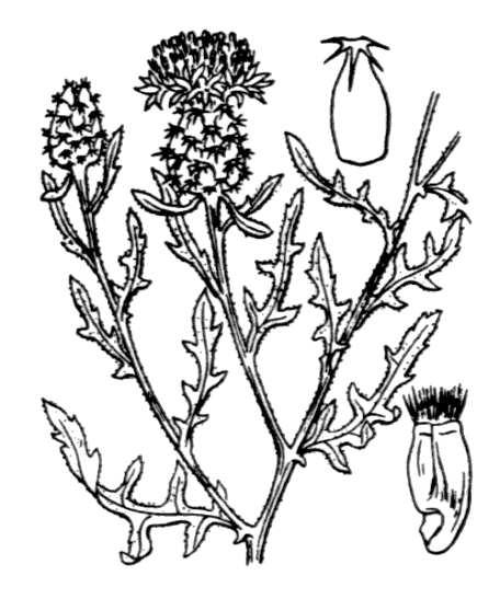 Flore de Coste - Centaurea aspera Flore de Coste - Centaurea aspera