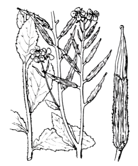 Flore de Coste - Sinapis arvensis Flore de Coste - Sinapis arvensis