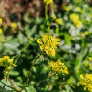 Moutarde des champs - Sommité fleurie Moutarde des champs - Sommité fleurie