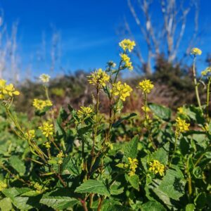 Moutarde des champs - Sommités fleuries Moutarde des champs - Sommités fleuries