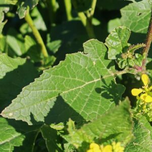 Moutarde des champs - Feuille Moutarde des champs - Feuille