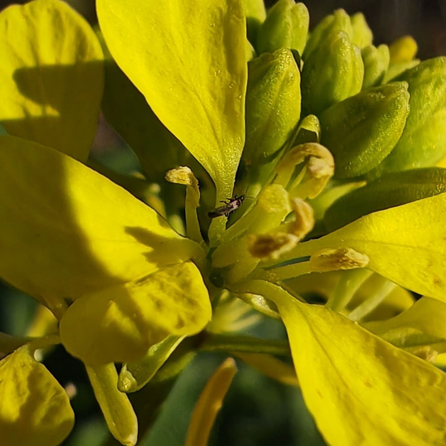 Moutarde des champs - Étamines Moutarde des champs - Étamines