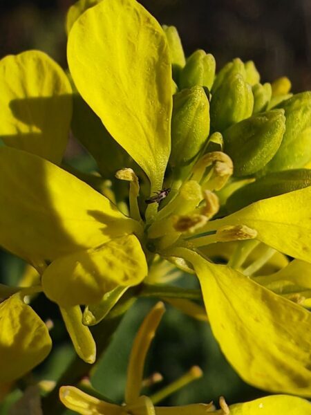Moutarde des champs
