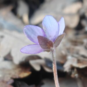 Anémone hépatique - Bractées