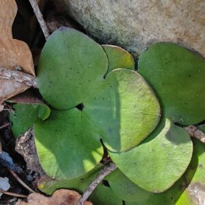 Anémone hépatique - Feuille trilobé