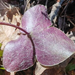 Anémone hépatique - Feuille dessous