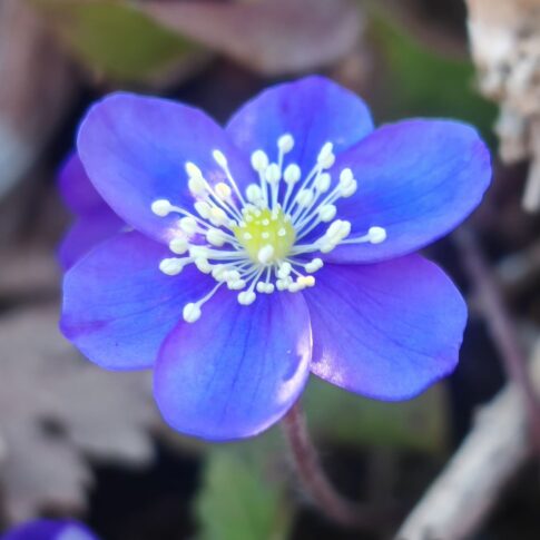 Anémone hépatique - Fleur