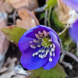 Anémone hépatique - Fleur