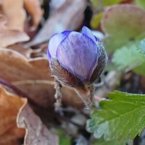 Anémone hépatique - Fleur