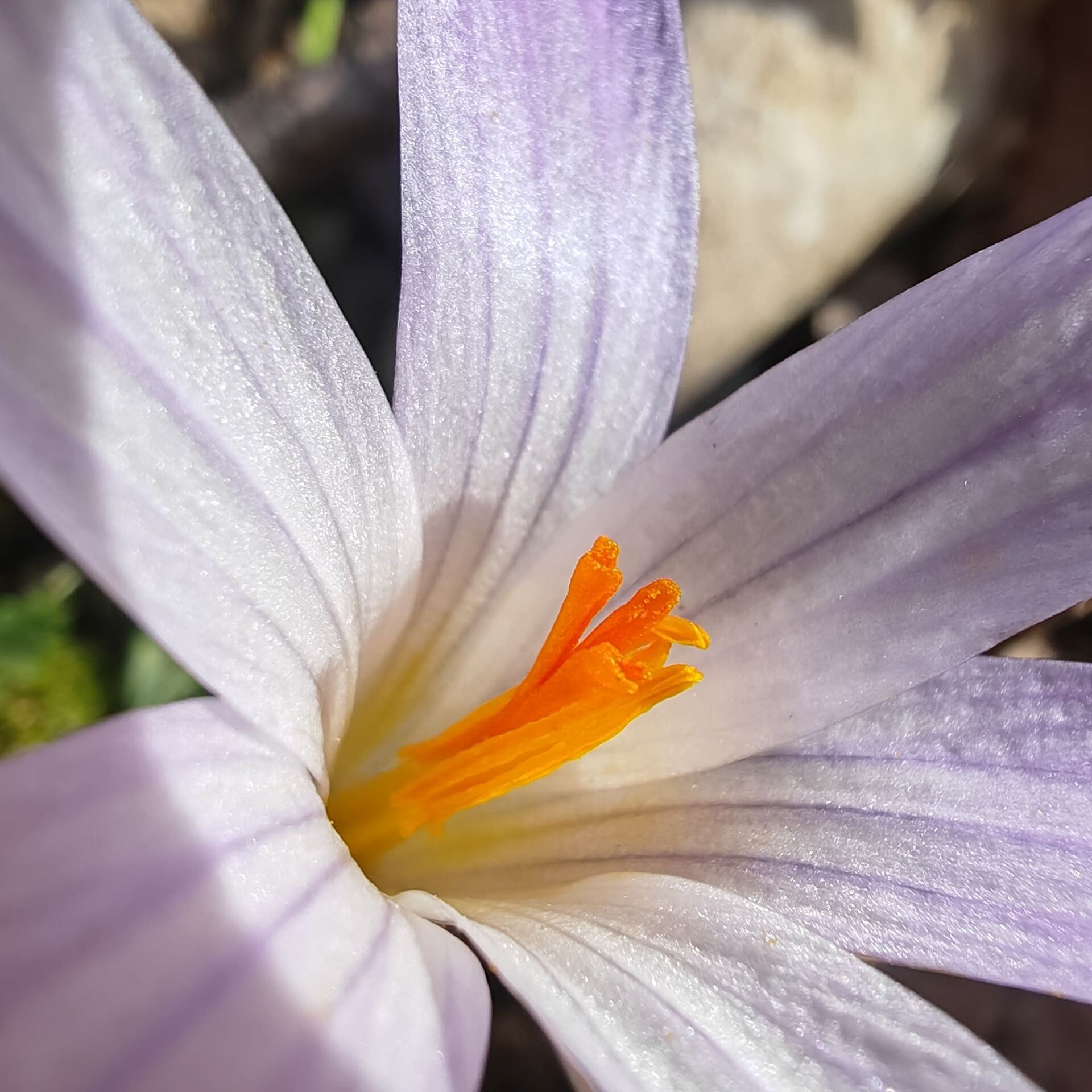 Crocus bigarré - Stigmates