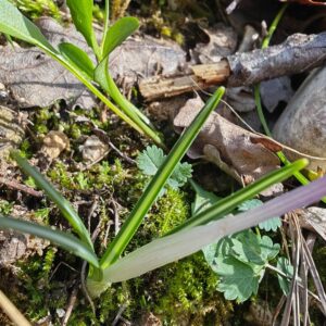 Crocus bigarré - Feuilles