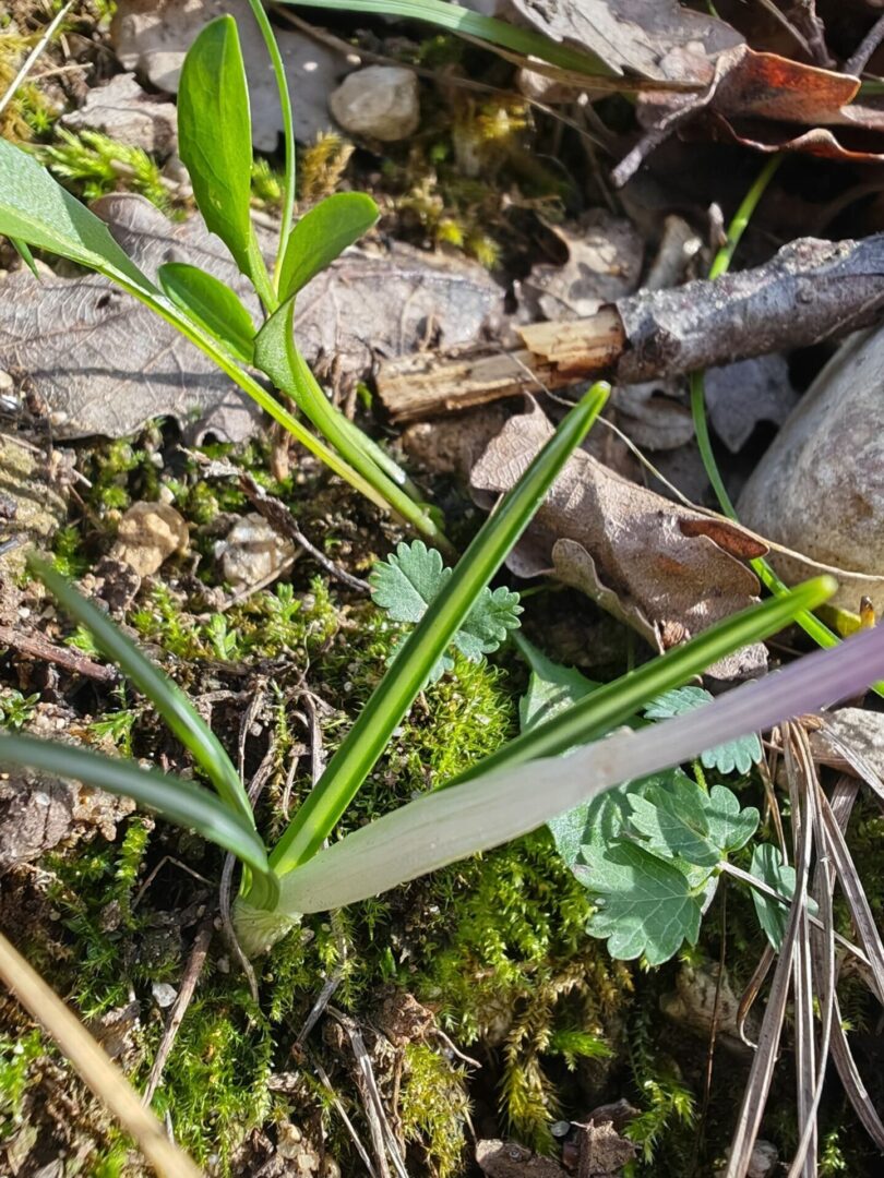 Crocus bigarré