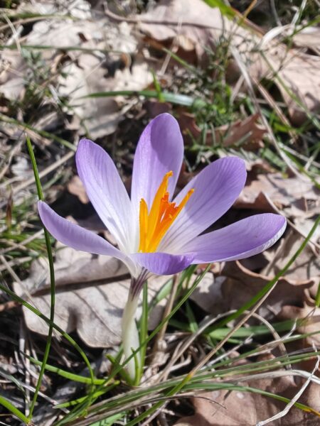 Crocus bigarré