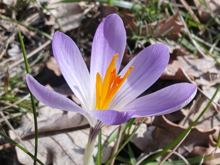 Crocus bigarré