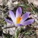 Crocus bigarré - Fleur