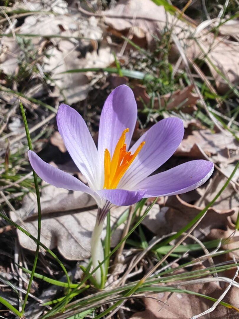 Crocus bigarré
