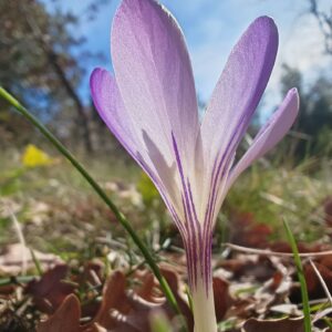 Crocus bigarré - Tépales striés
